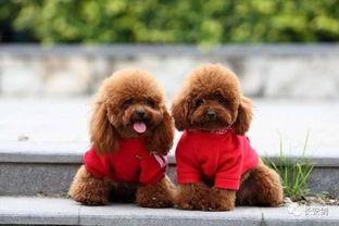 天门泰迪爆料视频最新,事件背后惊人真相  第1张