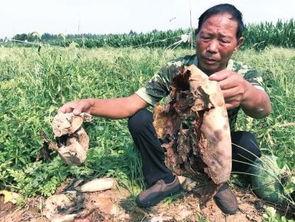 长葛吃瓜最新事件爆料新闻,最新爆料揭露惊人内幕  第2张